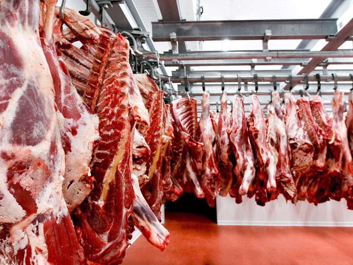 Carnes G 5